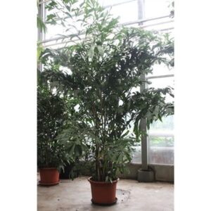 Кариота Митис — D55-H325
