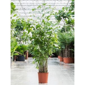 Кариота Митис — D30-H230