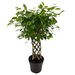 Фикус Ексотика Мат — D24-H100
