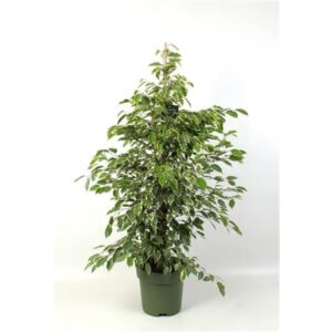 Фикус золотой Кинг
