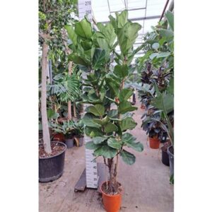 Фикус Лирата Бранчед — D30-H240