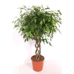 Фикус Ексотика Тубе — D30-H140