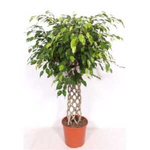 Фикус Ексотика Мат — D30-H140