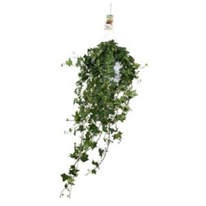 Плющ Питтсбургх