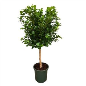 Фикус Мокламе стебель — D30-H120