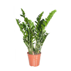 Замиокулькас - d24