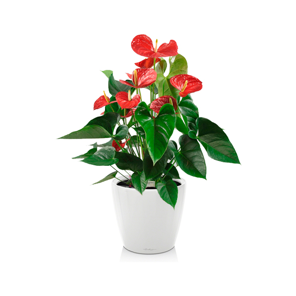 6205-1-8
