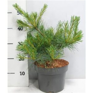 Сосна Стробус голубая Шаг