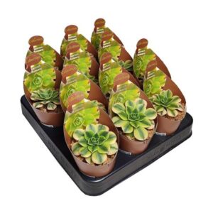 Эониум Флоресенс Коллектион Вит потковер