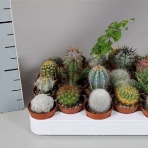 Кактус микс Апарте — D6-H5