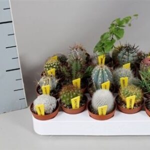 Кактус микс Апарте Наме Тикет — D6-H5