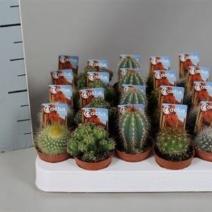 Кактус микс Луксе Ров Фото-етикет — D6-H5