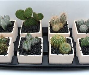 Кактус микс Керамик