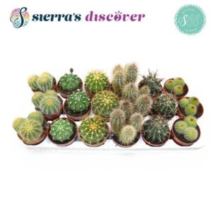 Кактус микс — D9-H15