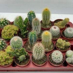 Кактус микс Арт — D7-H10