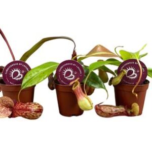 Непентес микс