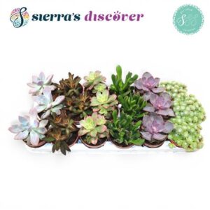 Суккулент Сеасон микс