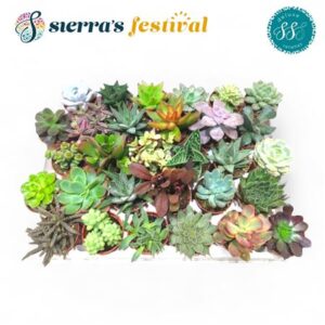 Суккулент Сиерра'с Делуксе
