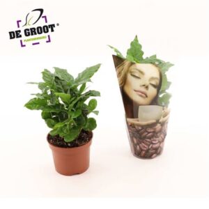 Кофе Арабика Деко слив