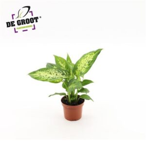 Диффенбахия компактная — D9-H25