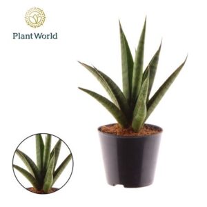 Сансевиерия Трифкиата Пинеаппле — D9-H25