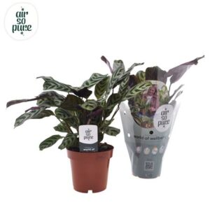 Ктенанта Бурле Марксии — D12-H25