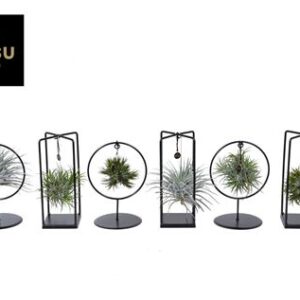 Тилландсия Спикеи микс (смалл)