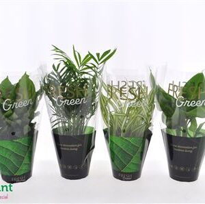 Плант микс Фреш зеленая спешиал микс