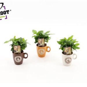 Кофе Коффе Куп