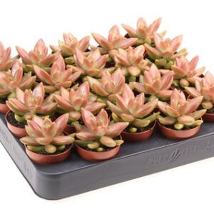 Седум Нуссбаумерианум