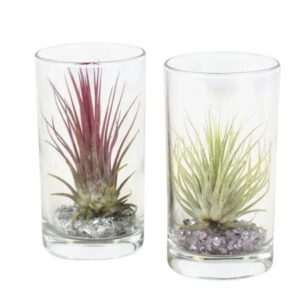 Тилландсия Глас Лонгдринк