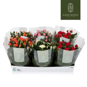 Роза Кордана микс Бовл