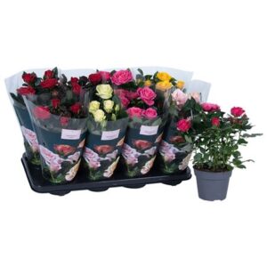 Роза Патио микс