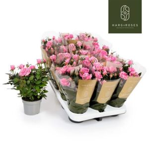 Роза Кордана Гранде Есмералда розовая