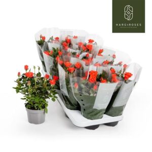 Роза Кордана Калибра оранж