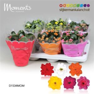 Кал Кал Моментс микс