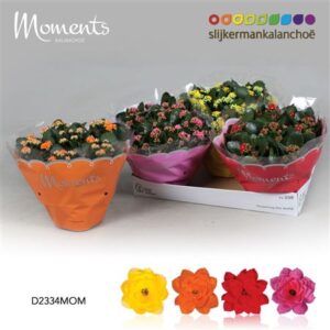 Кал Кал Моментс микс
