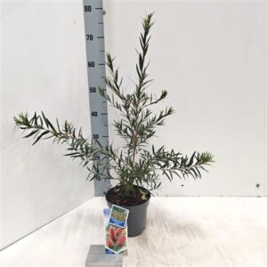 Каллистемон Лаевис