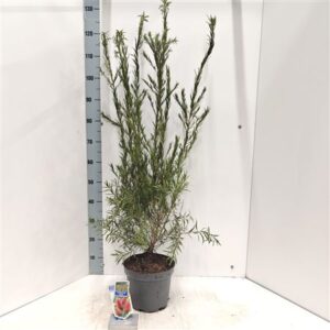 Каллистемон Лаевис