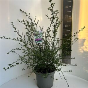 Кеанотус Тир Миллертон Поинт — D23-H60