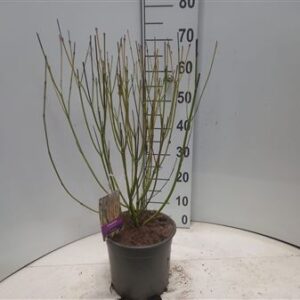 Дерен Серикеа Флавирамеа