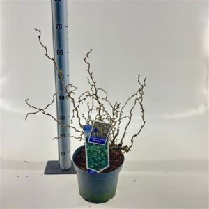 Корилус Авеллана Скоотер