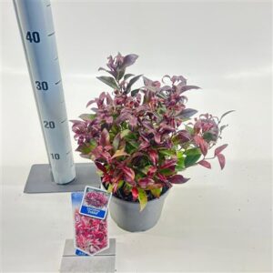 Леукотоэ Зеблид