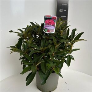 Рходо Вилген'с Руби