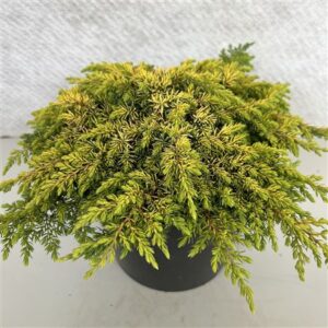 Можжевельник Комм лимон Карпет — D19-H25