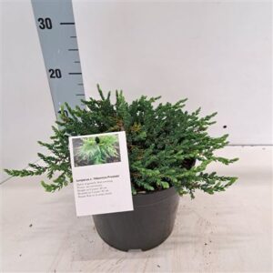 Можжевельник Комм Хиберника Прострата