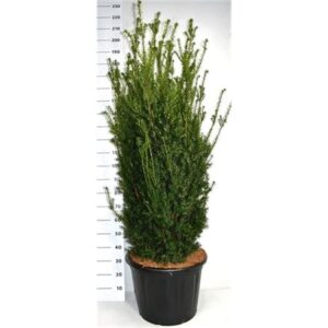 Таксус Медиа Хиллии — D54-H200