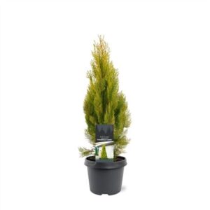 Платикладус Пирамидалис золотистая