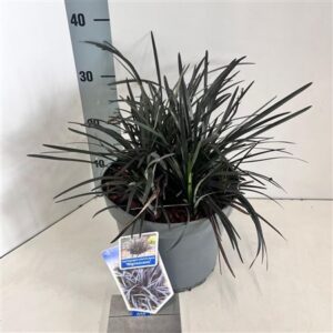 Офиопогон План Нигер
