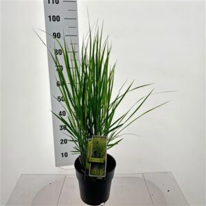 Паникум Виргатум Нортвинд — D23-H30